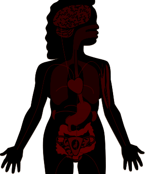 Diagram of the Female body organs