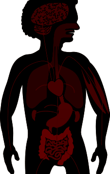 Diagram of the Male body organs